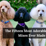The Fifteen Most Adorable Poodle Mixes Ever Made