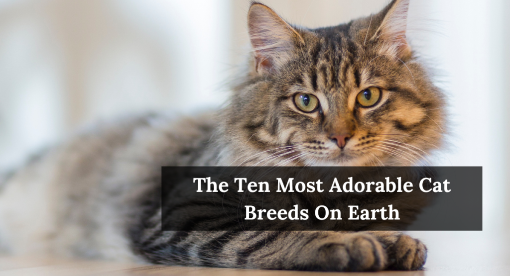 The Ten Most Adorable Cat Breeds On Earth